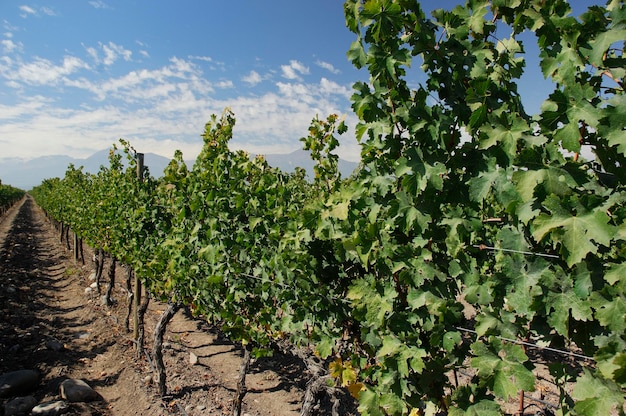 Uva Cabernet Sauvignon de Concha y Toro Viña Santiago Valle del Maipo Chile