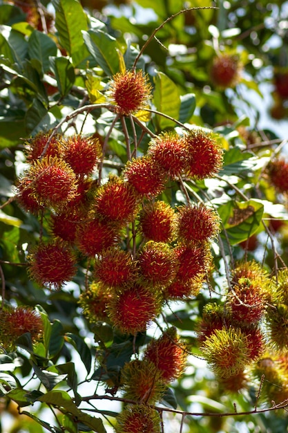 Foto uva de rambutan