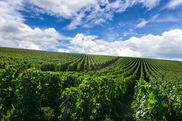 Uva de videira a remo em vinhedos de champanhe em montagne de reims, reims, frança