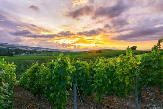 Uva de videira a remo em vinhedos de champanhe em montagne de reims, reims, frança