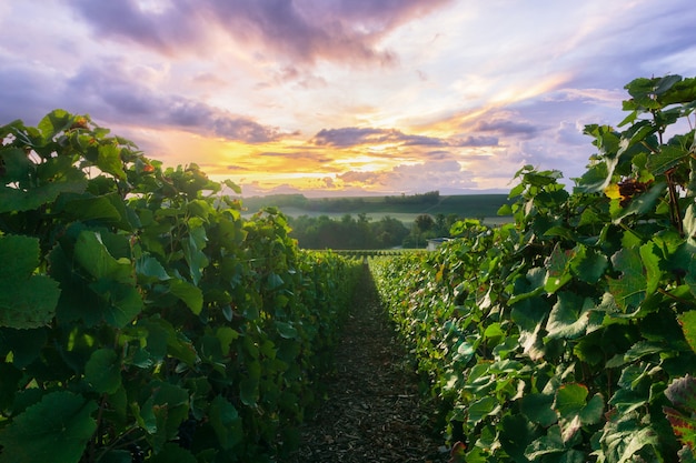 Uva de videira a remo em vinhedos de champanhe em Montagne de Reims, Reims, França