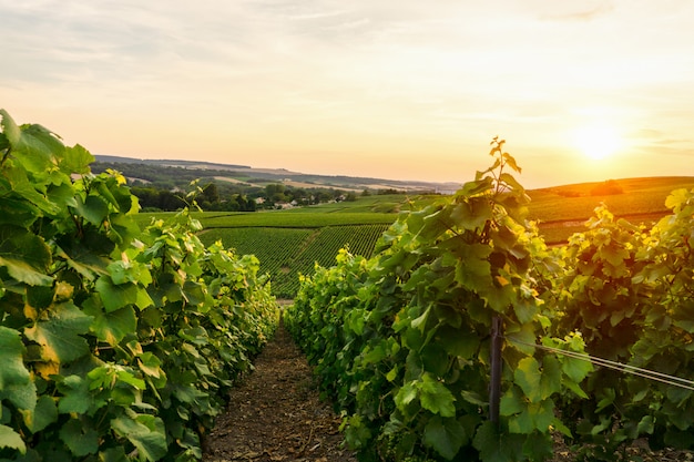 Uva de videira de linha em vinhas de champagne na aldeia rural de montagne de reims