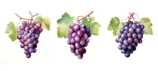 uva doce ai gerada variedade sem sementes uva videira uva feixe uva doce ilustração de uva aquarela