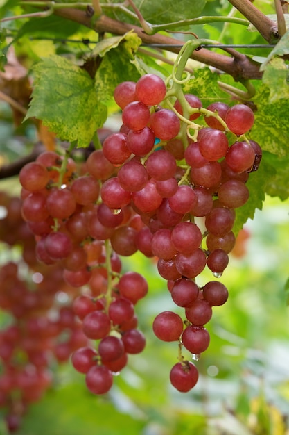 Foto uva fresca en racimos en la granja