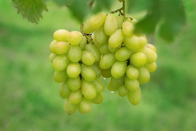 Foto uva fresca en racimos en la granja