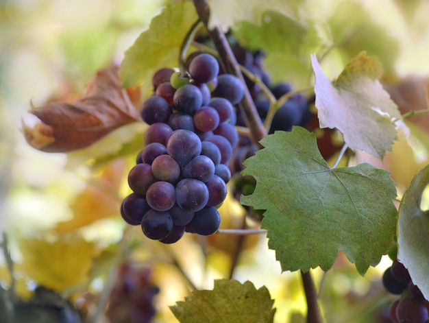 uva negra que crece entre las hojas en viñedo