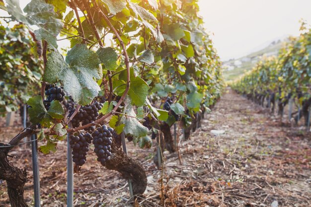 Foto uva negra de viñedo para vino en otoño