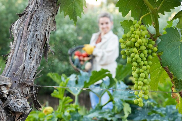 Uva no vinhedo focado e jovem colheitadeira fora de foco no fundo com uma nova cesta cheia de legumes