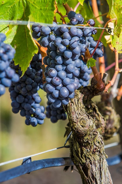 Uva Sangiovese en la región de Montalcino de Toscana, Italia