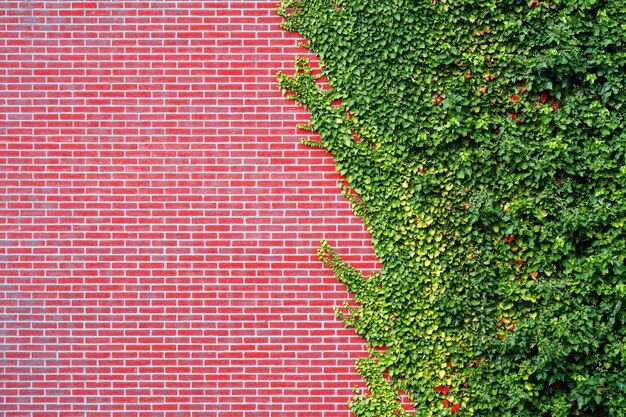 Uva silvestre en la pared de un edificio antiguo