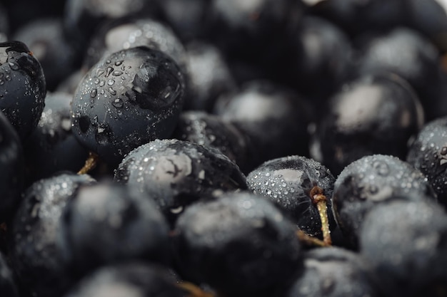 Uva. Uvas pretas frescas com gotas de água. Fechar-se