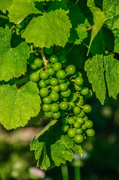 Uva verde fresca en el arbusto