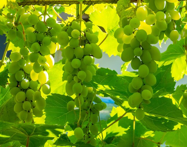 Uva verde madura na vinha Uvas com sabor verde doce crescendo natural Uva verde na videira no jardim