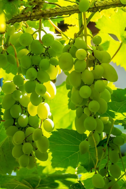 Uva verde madura en el viñedo Uvas verdes sabor dulce creciente natural Uva verde en la vid en el jardín