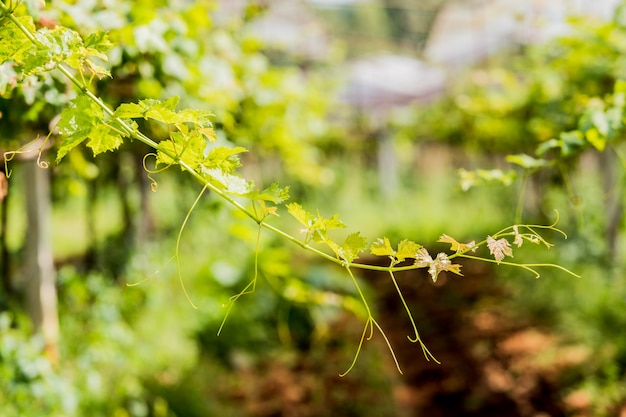 Foto uva verde suave pico en el jardín.