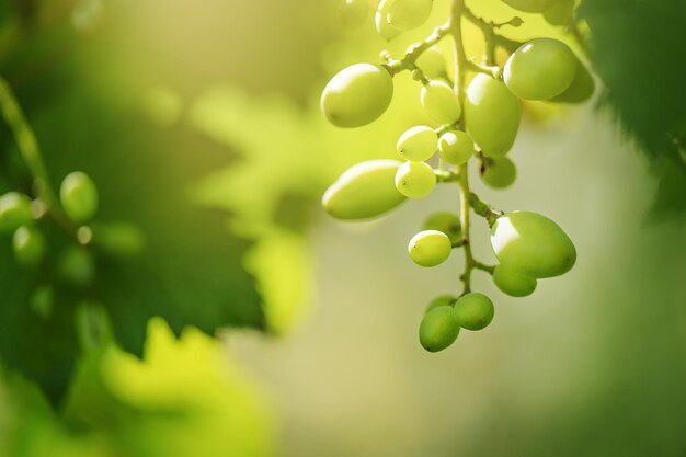 Uva verde en la vid en el horario de verano del jardín