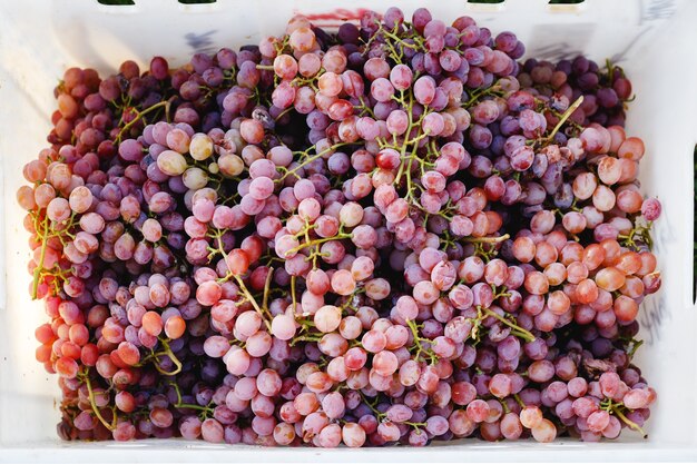 Uva vermelha madura. Cachos rosa em caixa após a colheita do outono prontos para vinificação ou para venda.