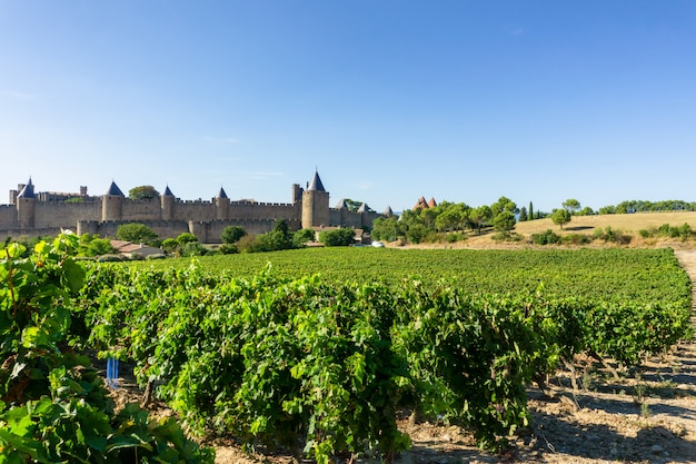 Uva de la vid de la fila en viñedos del champán en Carcassonne