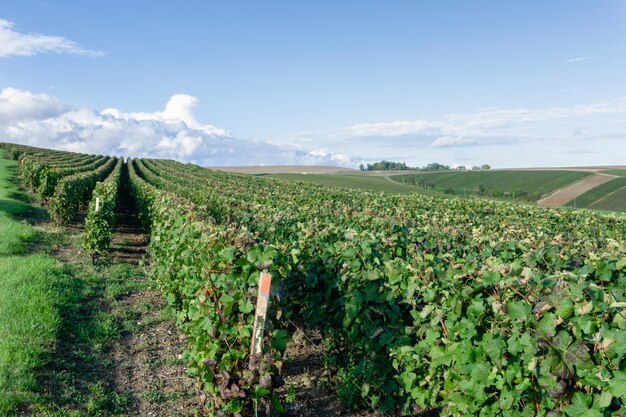 Uva de la vid de la fila en viñedos del champán en el montagne de reims