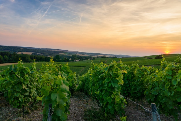 Uva de la vid de la fila en viñedos del champán en el pueblo del campo de montagne de reims