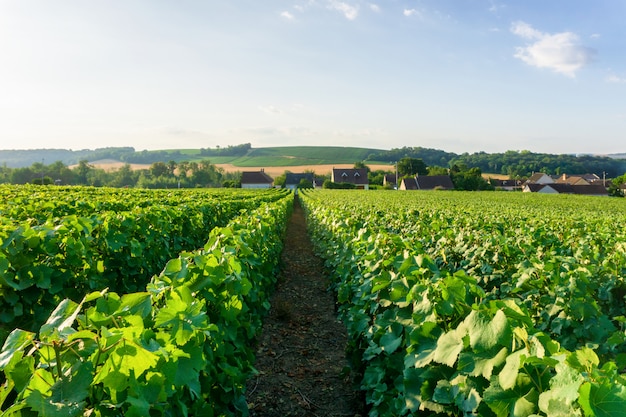 Uva de la vid de la fila en viñedos del champán en el pueblo del campo de montagne de reims