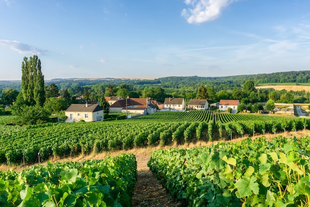 Uva de la vid de la fila en viñedos del champán en el pueblo del campo de montagne de reims