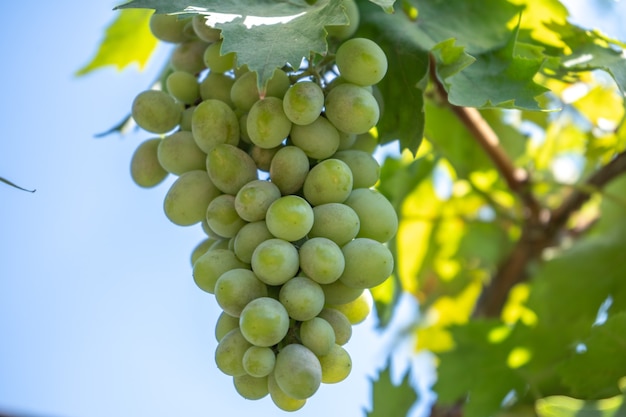 Uva de vino verde claro en un arbusto