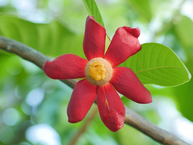 Uvaria grandiflora Roxb. ex Hornem. [família ANNONACEAE] no jardim.