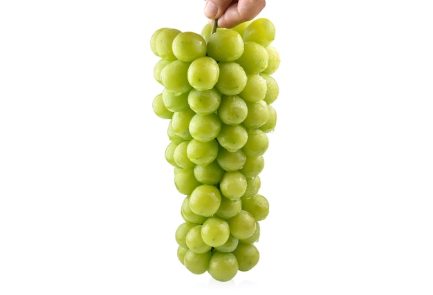 Uvas aisladas Ramo de uvas verdes maduras en gotas de agua