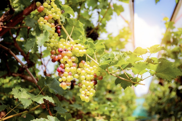 Uvas en el árbol en el cielo.