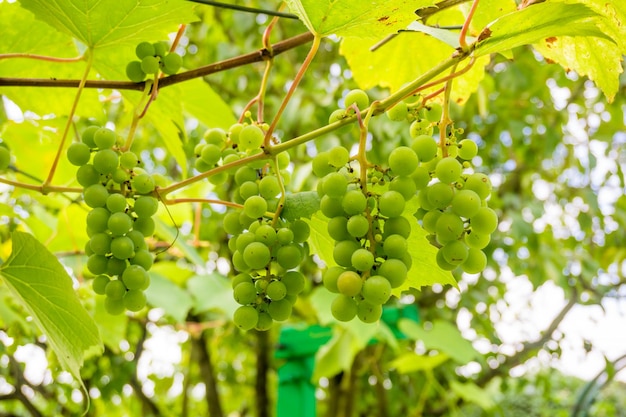 uvas en el árbol en el viñedo a la luz del sol