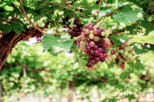 Uvas en árbol en viñedo con la luz del sol.