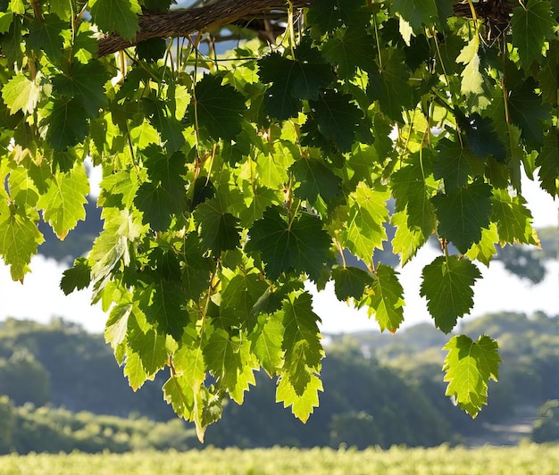 uvas en el árbol