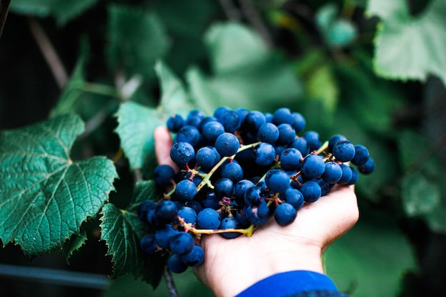 uvas azuis na mão do fazendeiro