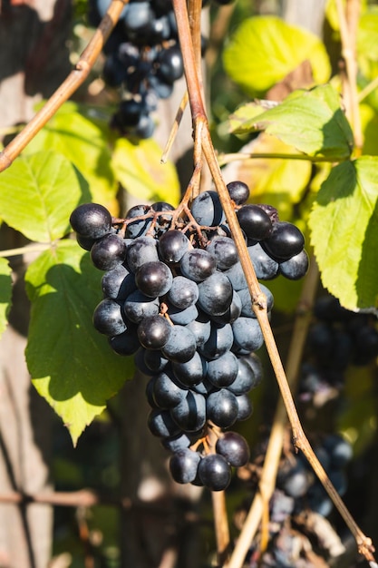 Uvas azules maduras colgando de un viñedo en el día de otoño