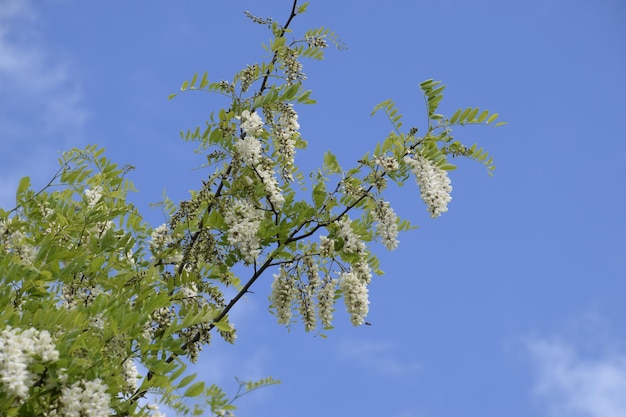 Uvas blancas de acacia en flor Flores blancas de la acacia espinosa polinizadas por las abejas