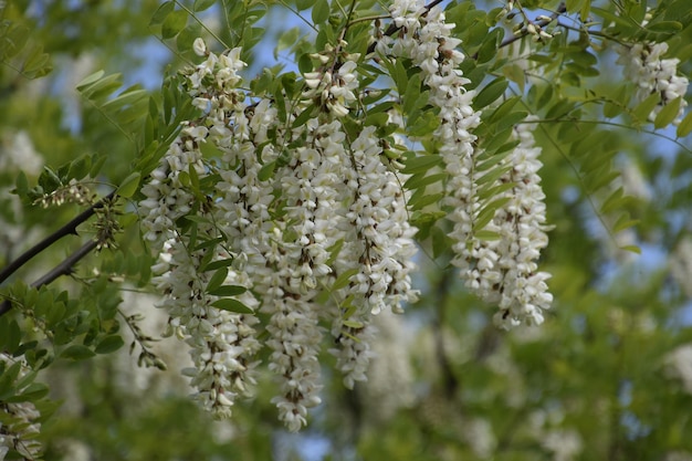 Uvas blancas de acacia en flor Flores blancas de la acacia espinosa polinizadas por las abejas