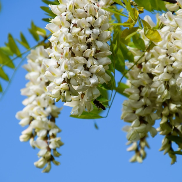 Uvas blancas de acacia en flor