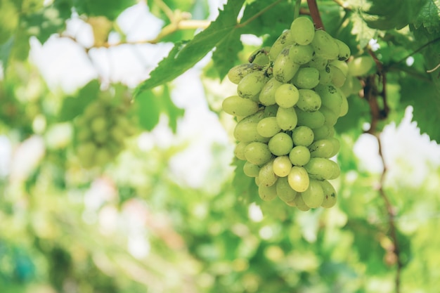 Uvas blancas en el árbol.