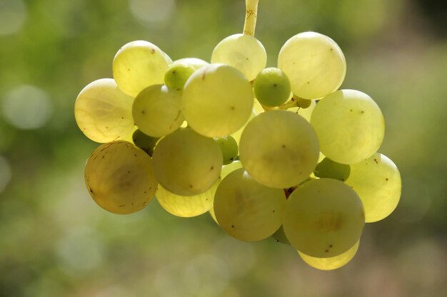 Uvas blancas naturales maduras en otoño