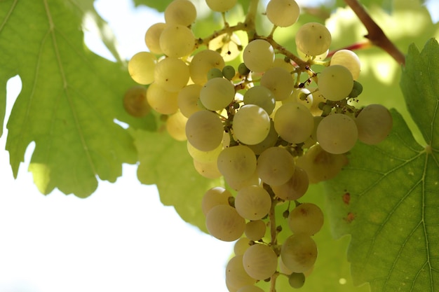 Uvas blancas naturales maduras en otoño