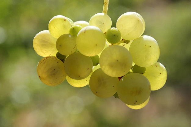 Uvas blancas naturales maduras en otoño