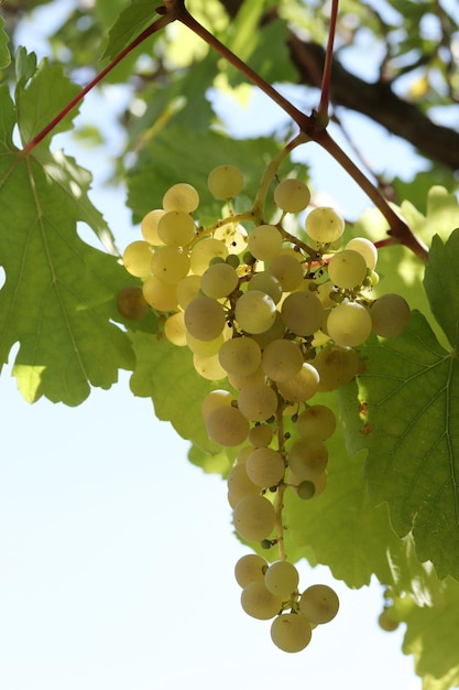 Uvas blancas naturales maduras en otoño