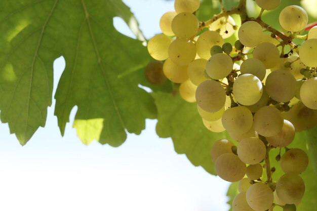 Uvas blancas naturales maduras en otoño