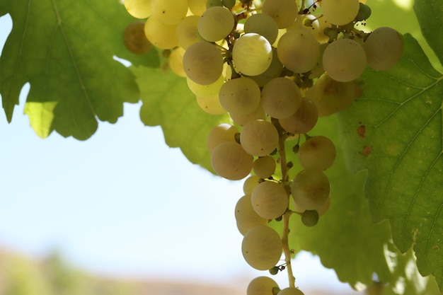 Uvas blancas naturales maduras en otoño