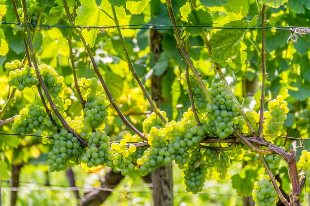 uvas blancas de primer plano