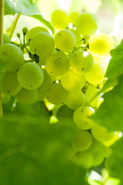 Foto uvas blancas en la vid cerca del lago de constance