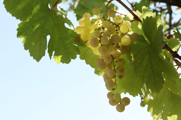 Uvas brancas naturais maduras no outono