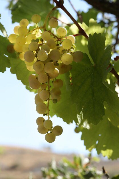 Uvas brancas naturais maduras no outono