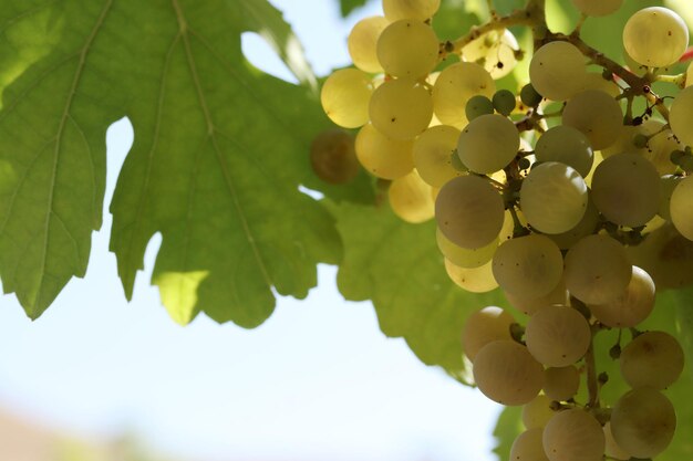 Uvas brancas naturais maduras no outono